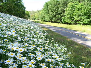 Bike Trail Daisies